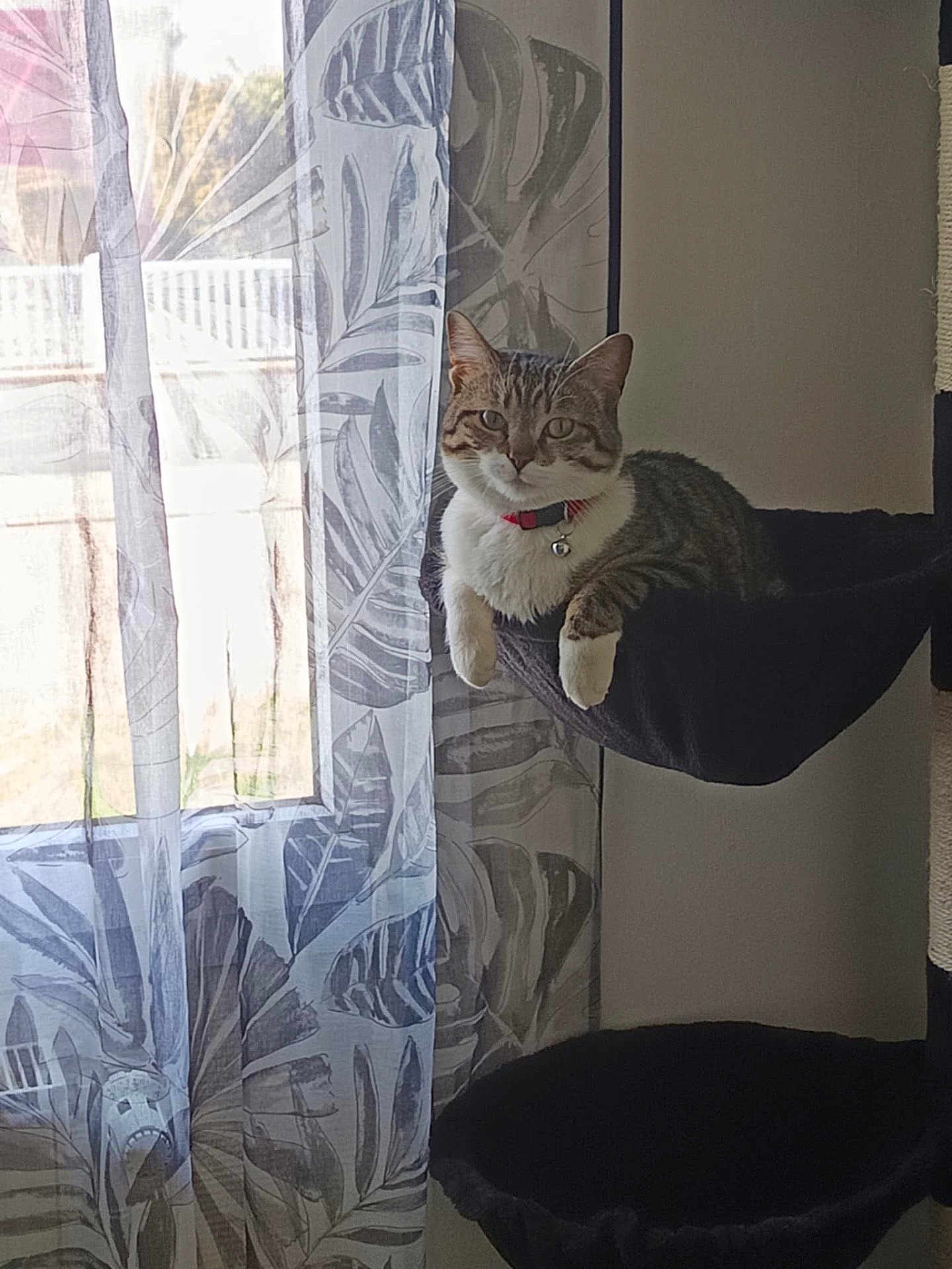 Donna a rejoint le concours — aidez-le/la à gagner de superbes lots ! cat, tabby, indoor, window, curtain, cat_bed, hammock, relaxed, pet, feline, collar, natural_light, home_interior, animal, resting, domestic_cat, comfortable, patterned_curtain, black_fabric, sunlight