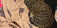 Donna a rejoint le concours — aidez-le/la à gagner de superbes lots ! cat, tabby, indoor, blanket, pattern, pink, purple, fur, pet, animal, resting, cozy, curled_up, looking_back, bed, domestic, cute, whiskers, relaxed, feline