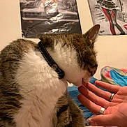 Donna participe au concours pour gagner de l'argent avec cette photo : cat, tabby, collar, licking, hand, person, rings, bed, blanket, poster, wall, indoor, feline, pet, closeup, fur, striped, domestic_animal, resting, cute