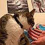 cat, tabby, collar, licking, hand, person, rings, bed, blanket, poster, wall, indoor, feline, pet, closeup, fur, striped, domestic_animal, resting, cute