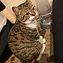 Donna participe au concours pour gagner de l'argent avec cette photo : cat, tabby, white_paws, food_dispenser, scratching_post, indoor, mosaic_floor, pet, animal, feline, sitting, curious, closeup, domestic_cat, flooring, wall, collar, whiskers, ears, tail
