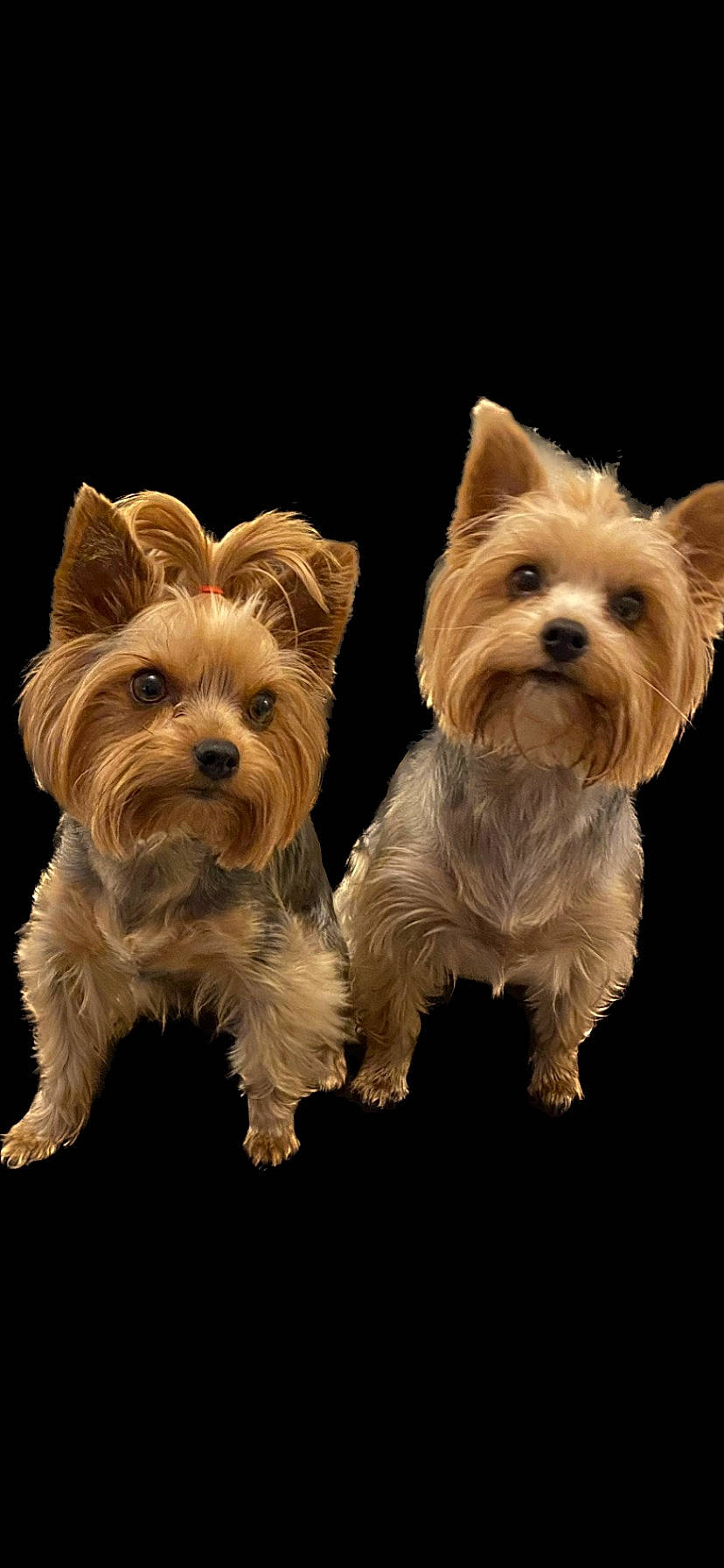 Lena a rejoint le concours — aidez-le/la à gagner de superbes lots ! biewer_terrier, canidae, carnivore, companion_dog, dog, dog_breed, dog_supply, fawn, fur, non_sporting_group, small_terrier, snout, sporting_group, terrestrial_animal, terrier, toy_dog, working_animal