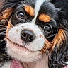 dog, puppy, cavalier_king_charles_spaniel, tricolor, black_fur, white_fur, tan_markings, close_up, portrait, face, eyes, nose, whiskers, floppy_ears, long_fur, pink_harness, adorable, indoors, pet, animal