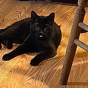 Salem joined the competition — help win amazing prizes! black_cat, cat, wooden_floor, indoor, furniture, playful, tongue_out, pet, animal, relaxed, two_cats, shadow, chair_leg, floor_texture, domestic, mammal, companion_animal, cute, cozy, resting