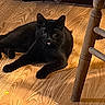 black_cat, cat, wooden_floor, indoor, furniture, playful, tongue_out, pet, animal, relaxed, two_cats, shadow, chair_leg, floor_texture, domestic, mammal, companion_animal, cute, cozy, resting