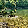 dog, water, river, forest, tree, sunlight, rocks, stones, harness, splash, nature, outdoors, reflection, log, moss, shallow_water, greenery, summer, peaceful, walking