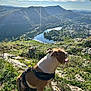 dog, pet, tongue_out, harness, cliff, rock, grass, mountain, valley, river, reflection, sky, clouds, village, scenic_view, hiking, outdoors, sunlight, panoramic, foreground