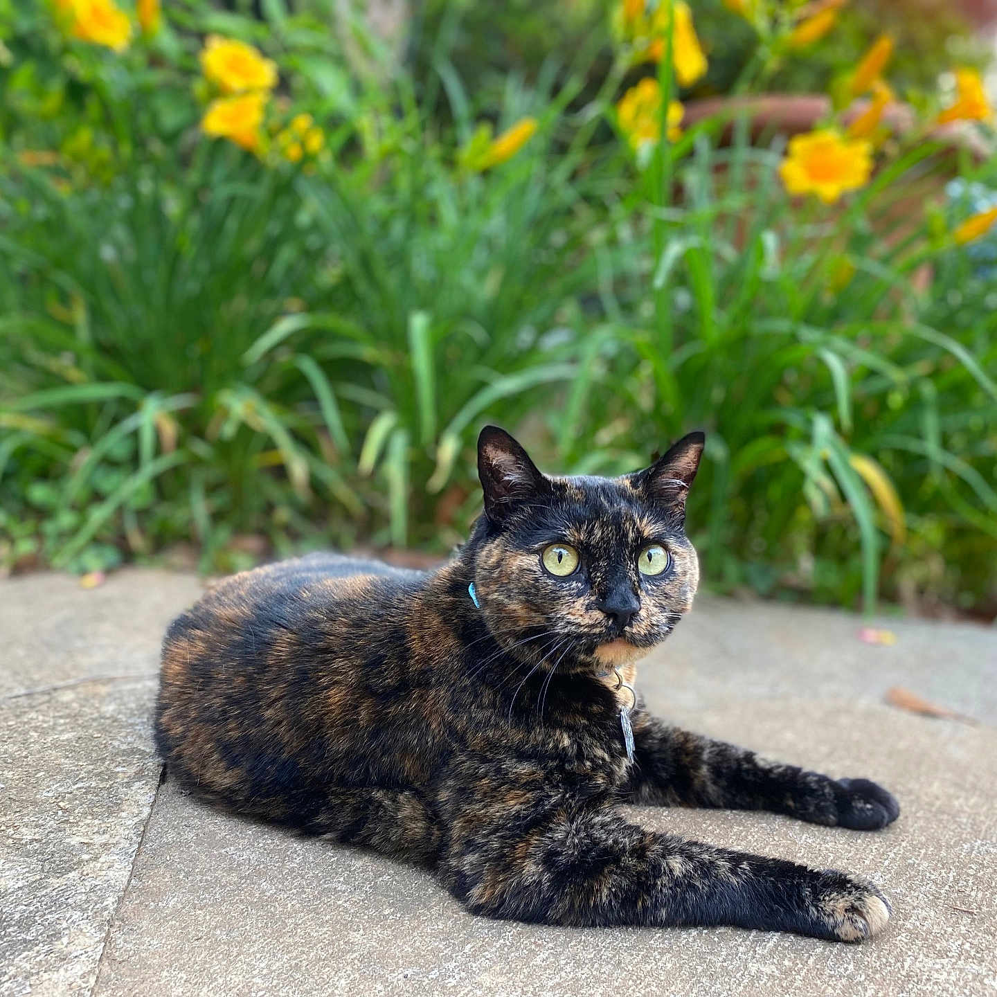 Moonee joined the competition — help win amazing prizes! animal, cat, closeup, collar, concrete, daylight, flower, fur, garden, greenery, nature, outdoor, pet, plant, portrait, relaxed, sidewalk, tortoiseshell, whiskers, yellow_flower