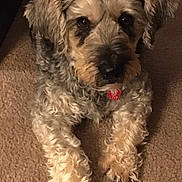Jackson is registered to the contest to win money with this photo: dog, pet, indoor, carpet, fur, collar, red_tag, curly_fur, animal, cute, lying_down, looking_up, mammal, companion, domestic_animal, friendly, brown, black_nose, ears, paw