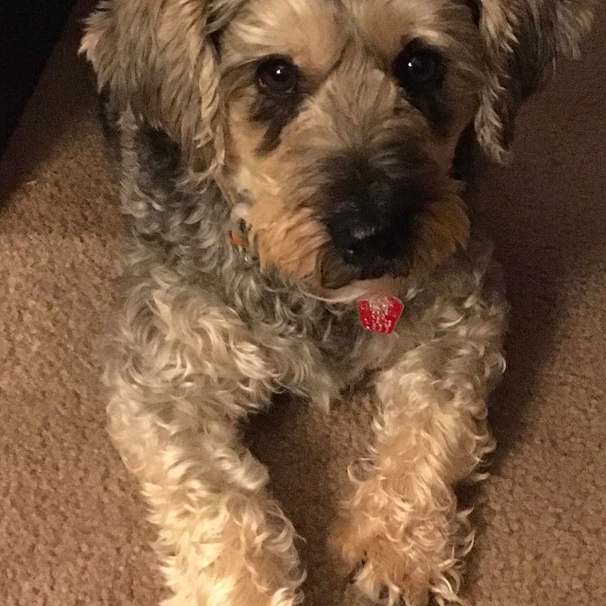 Jackson is registered to the contest to win money with this photo: dog, pet, indoor, carpet, fur, collar, red_tag, curly_fur, animal, cute, lying_down, looking_up, mammal, companion, domestic_animal, friendly, brown, black_nose, ears, paw