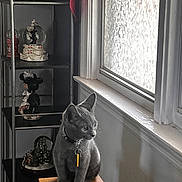 Rascal is registered to the contest to win money with this photo: cat, gray_cat, indoor, stool, window, frosted_glass, metal_shelf, figurines, mickey_mouse, minnie_mouse, decor, collar, tag, curious, pet, animal, furniture, light, shadow, cozy