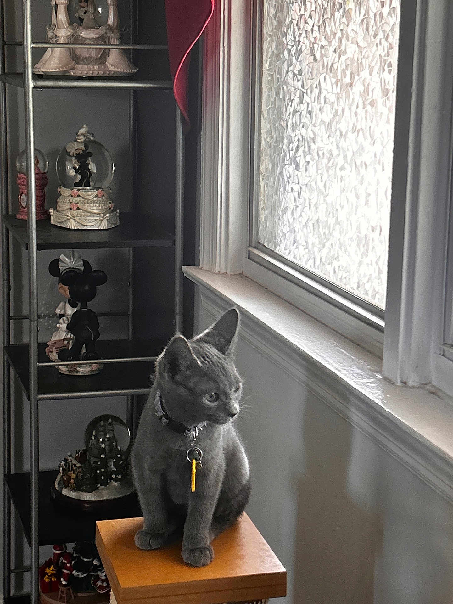 Rascal is registered to the contest to win money with this photo: cat, gray_cat, indoor, stool, window, frosted_glass, metal_shelf, figurines, mickey_mouse, minnie_mouse, decor, collar, tag, curious, pet, animal, furniture, light, shadow, cozy