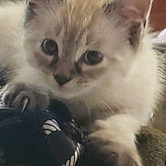 Simon joined the competition — help win amazing prizes! black_object, blanket, cat, close_up, curious, cute, ears, feline, fluffy, fur, indoor, kitten, nose, paw, pet, playful, small, soft_light, whiskers, young_animal