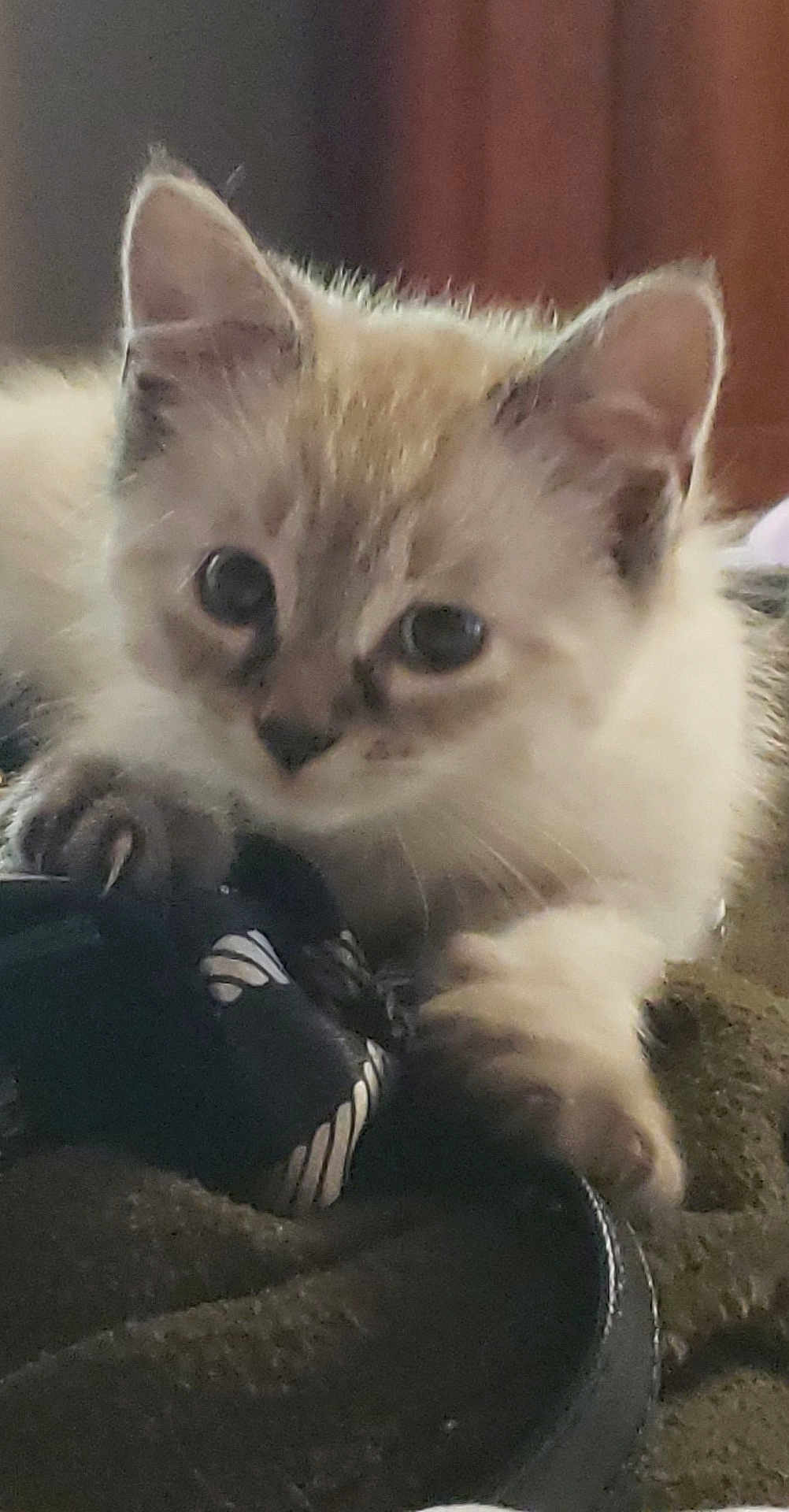 Simon