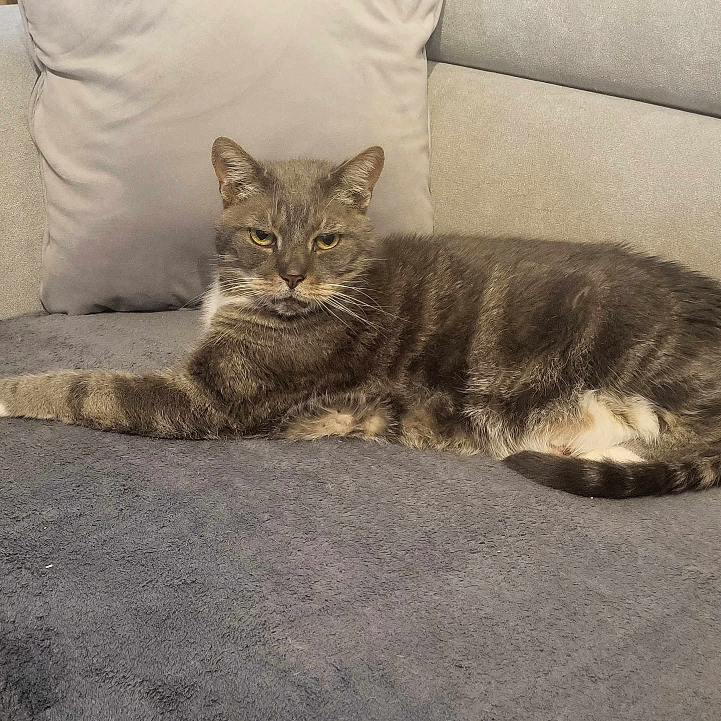 Galopin a rejoint le concours — aidez-le/la à gagner de superbes lots ! abyssinian, animal, architecture, blanket, building, cat, chair, couch, cushion, furniture, homedecor, indoors, kitten, livingroom, manx, person, pet, pillow, room, sleeping