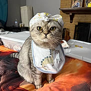 Stripes joined the competition — help win amazing prizes! animal, bedspread, bib, cat, closeup, cozy_room, curious_eyes, cute, domestic, family_photo, feline, fireplace, furniture, gray_cat, headband, household_items, indoor, pet, portrait, sitting
