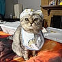 animal, bedspread, bib, cat, closeup, cozy_room, curious_eyes, cute, domestic, family_photo, feline, fireplace, furniture, gray_cat, headband, household_items, indoor, pet, portrait, sitting