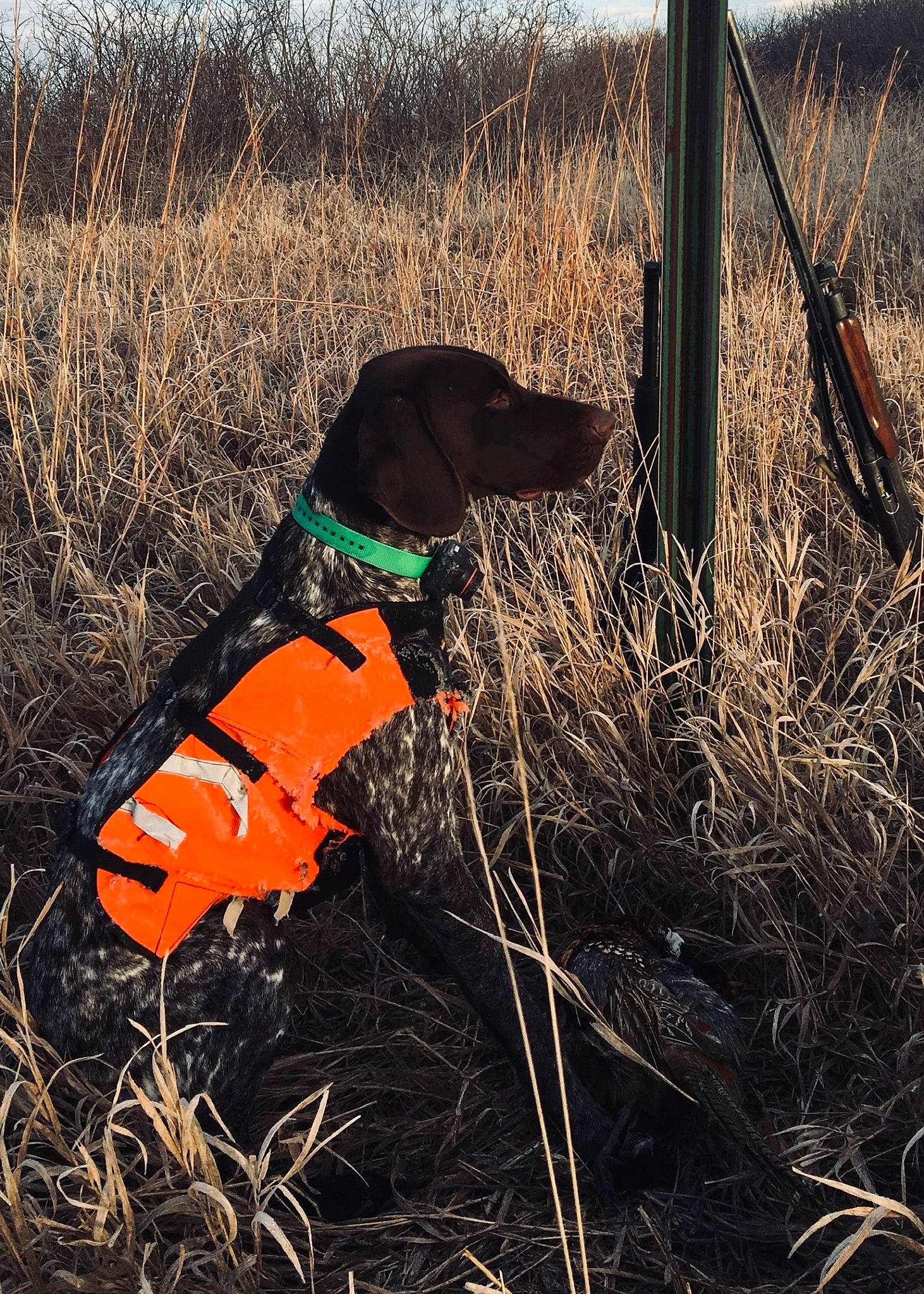Jasper joined the competition — help win amazing prizes! agriculture, carnivore, dog, dog_breed, fence, field, grass, grass_family, grassland, hat, landscape, natural_landscape, people_in_nature, personal_protective_equipment, plant, prairie, sky, soil, sporting_group, tints_and_shades