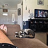 Jazzmin joined the competition — help win amazing prizes! cat, tabby_cat, couch, living_room, television, person_legs, indoor, furniture, decoration, painting, footwear_absent, relaxation, brown_couch, home, electronics, tv_show, animal, cozy, resting, casual
