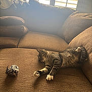 Jazzmin joined the competition — help win amazing prizes! cat, tabby_cat, couch, brown_couch, sunlight, window, window_blinds, toy_mouse, pet, relaxed, nap, indoor, furniture, cozy, sleeping, paw, whiskers, fur, home, living_room