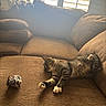 cat, tabby_cat, couch, brown_couch, sunlight, window, window_blinds, toy_mouse, pet, relaxed, nap, indoor, furniture, cozy, sleeping, paw, whiskers, fur, home, living_room