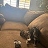 Jazzmin joined the competition — help win amazing prizes! cat, tabby_cat, couch, furniture, toy, mouse_toy, indoor, window, blinds, pet, relaxed, brown, cozy, fur, whiskers, playful, animal, domestic_cat, paw, living_room
