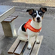 Masamune a rejoint le concours — aidez-le/la à gagner de superbes lots ! dog, pet, small_dog, orange_harness, bench, wooden_bench, outdoor, street, pavement, concrete, black_and_white, sitting, alert, ears_up, animal, canine, daylight, urban, sidewalk, curious