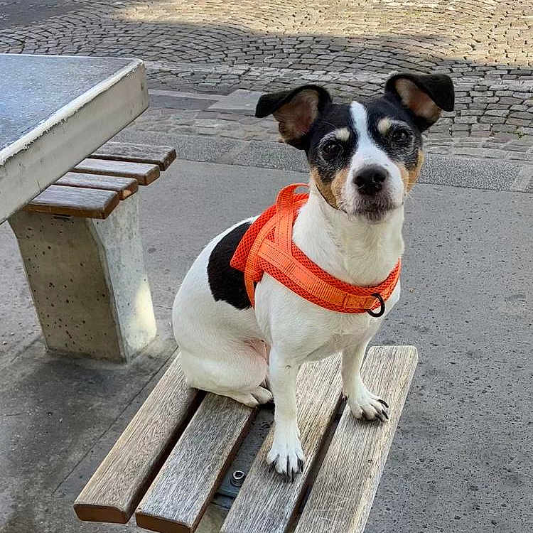 Masamune a rejoint le concours — aidez-le/la à gagner de superbes lots ! alert, animal, bench, black_and_white, canine, concrete, curious, daylight, dog, ears_up, orange_harness, outdoor, pavement, pet, sidewalk, sitting, small_dog, street, urban, wooden_bench
