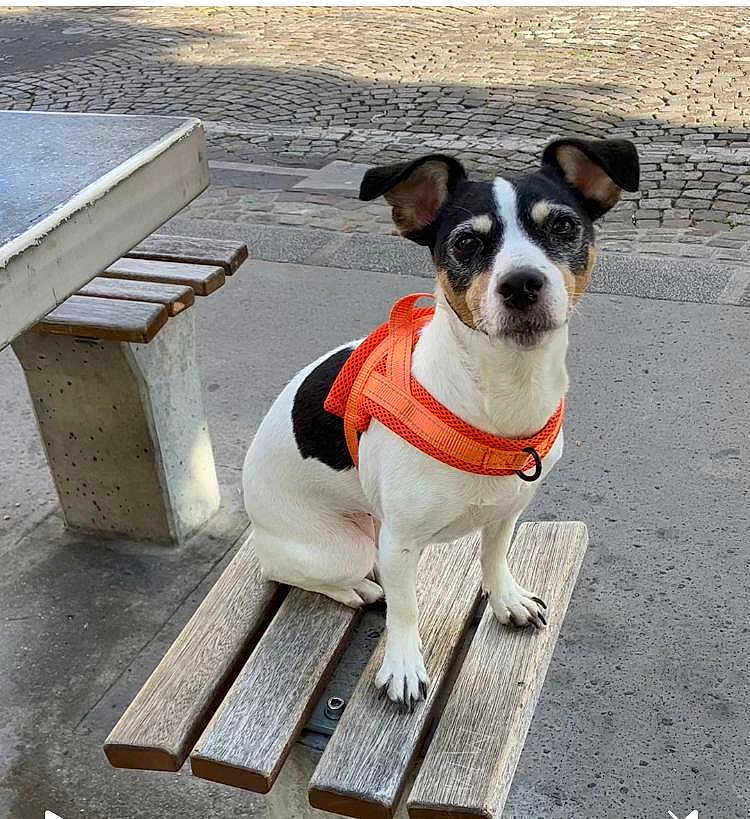 Masamune a rejoint le concours — aidez-le/la à gagner de superbes lots ! dog, pet, small_dog, orange_harness, bench, wooden_bench, outdoor, street, pavement, concrete, black_and_white, sitting, alert, ears_up, animal, canine, daylight, urban, sidewalk, curious