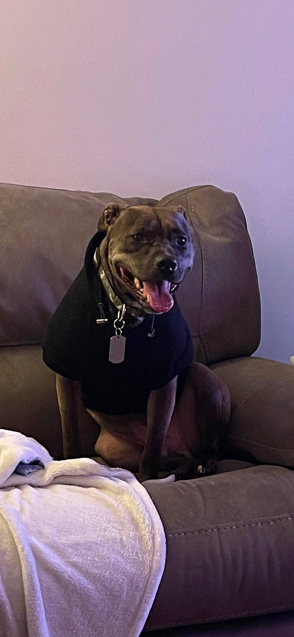 Blaze is registered to the contest to win money with this photo: canidae, carnivore, club_chair, collar, comfort, companion_dog, couch, dog, dog_breed, dog_collar, fawn, guard_dog, liver, non_sporting_group, snout, sporting_group, toy_dog, whiskers, working_animal, working_dog