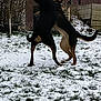 Triska participe au concours pour gagner de l'argent avec cette photo : dog, dogs, snow, grass, outdoor, play, yard, animal, pet, winter, bare_trees, barn, nature, canine, fence, grass_patches, two_animals, active, daytime, field