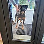 Triska participe au concours pour gagner de l'argent avec cette photo : dog, glass_door, reflection, person, leash, outdoor, sidewalk, no_parking_sign, trees, mat, footwear, pavement, window_frame, hand, casual_clothing, urban, daylight, curious, pet, waiting