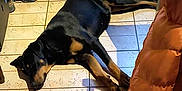 Triska a rejoint le concours — aidez-le/la à gagner de superbes lots ! dog, black_dog, tan_markings, lying_down, tiled_floor, sunlight, boots, jacket, indoor, shadow, relaxed, pet, floor_tiles, resting, canine, home_interior, coat, comfortable, quiet, domestic