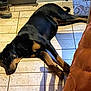 dog, black_dog, tan_markings, lying_down, tiled_floor, sunlight, boots, jacket, indoor, shadow, relaxed, pet, floor_tiles, resting, canine, home_interior, coat, comfortable, quiet, domestic
