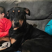 Triska a rejoint le concours — aidez-le/la à gagner de superbes lots ! dog, black_dog, tan_markings, couch, indoor, pet, canine, portrait, relaxed, seated, animal, companion, furniture, living_room, people, casual, brown_eyes, ears, fur, domestic_animal