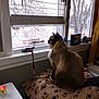 Maggie joined the competition — help win amazing prizes! cat, indoor, window, blanket, toy, ribbon, pet, animal, feline, perch, winter, tree, house, curtain, photography, cozy, looking_out, domestic, paw_prints, resting