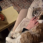 Maggie joined the competition — help win amazing prizes! cat, fluffy_cat, sleeping, hand, lap, person, rug, table, cozy, indoor, furniture, relaxation, pet, domestic, comfort, patterned_rug, wooden_table, paws, resting, soft