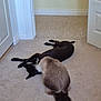 cat, dog, carpet, indoor, pet, animal, fur, black_dog, fluffy_cat, door, white_door, floor, nuzzling, lying_down, curious, cozy, two_animals, home, domestic, resting