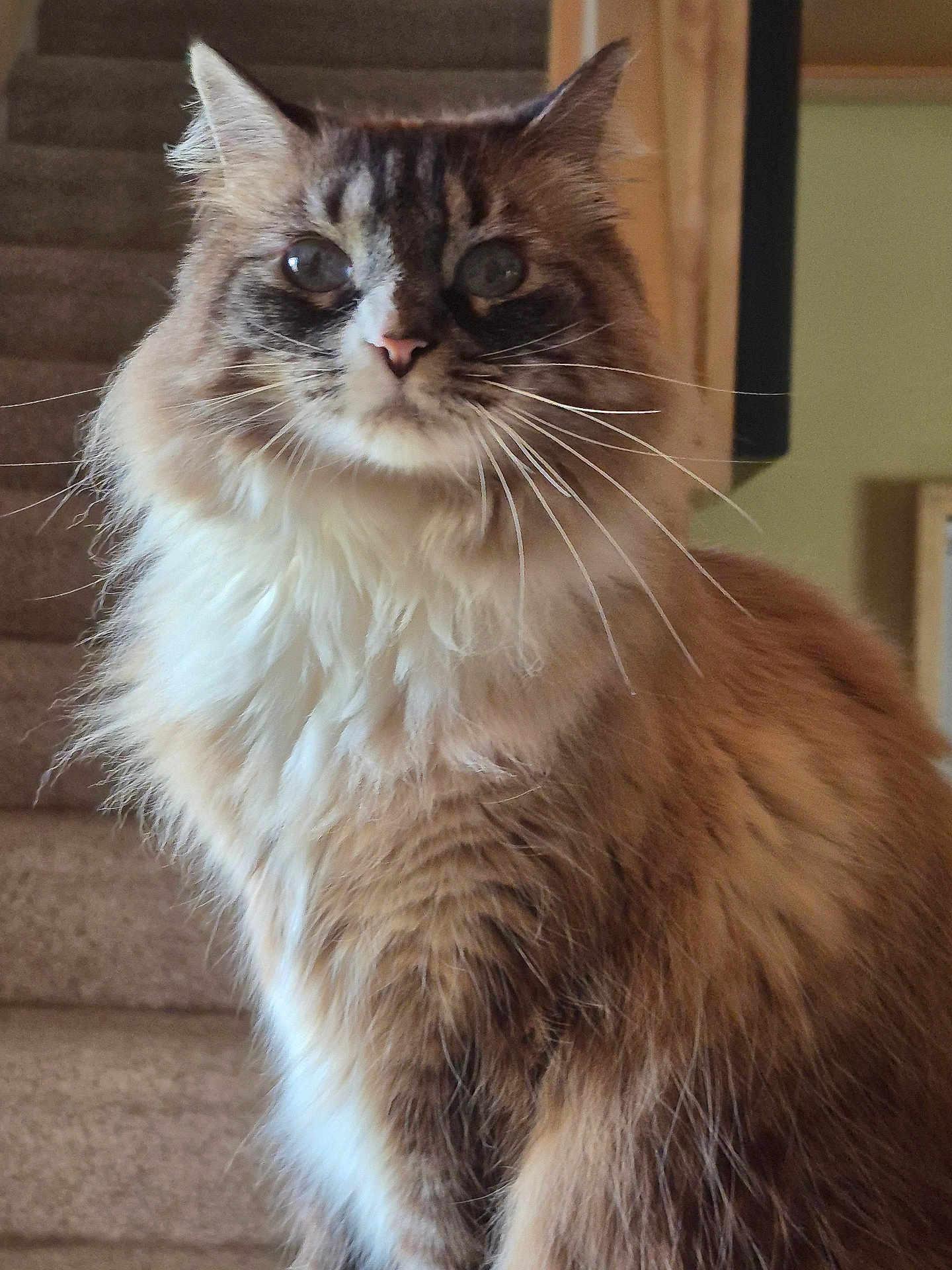 Maggie