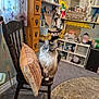 Maggie joined the competition — help win amazing prizes! cat, chair, cushion, carpet, shelf, craft_room, art_supplies, wooden_furniture, indoor, decor, fluffy_cat, patterned_cushion, gray_carpet, painting_palette, storage, jar, container, colorful, window_curtain, relaxed_pet