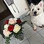 Léa a rejoint le concours — aidez-le/la à gagner de superbes lots ! dog, white_dog, flower_bouquet, roses, red_roses, white_roses, pink_roses, glass_vase, indoor, tiled_floor, plant, green_leaves, pet, animal, curly_fur, cute, small_dog, floor_tiles, domestic, companion