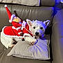 Léa participe au concours pour gagner de l'argent avec cette photo : dog, white_dog, santa_outfit, plush_toy, couch, leather_couch, pillow, indoor, holiday, christmas, festive, pet, small_dog, resting, cute, stuffed_santa, red_clothing, white_fur, cozy, blue_light