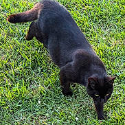 Bombay is registered to the contest to win money with this photo: animal, black_cat, cat, daytime, feline, field, fur, grass, green, mammal, nature, outdoor, pet, quiet, stealth, sunlight, tail, walking, whiskers, wildlife
