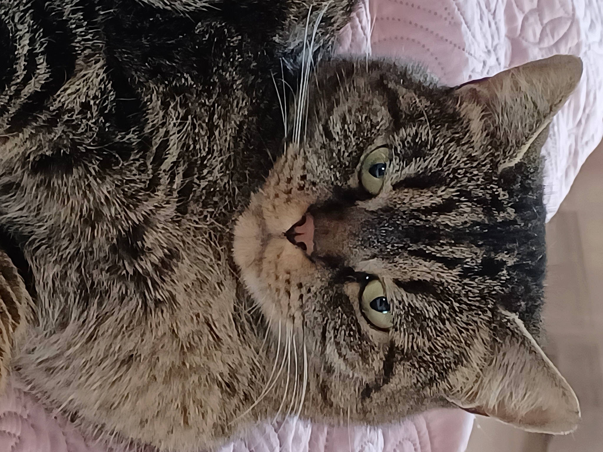 Pepere a rejoint le concours — aidez-le/la à gagner de superbes lots ! carnivore, cat, claw, domestic_short_haired_cat, ear, eye, felidae, fur, nap, paw, small_to_medium_sized_cats, snout, terrestrial_animal, whiskers, wildlife