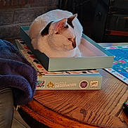 Oreo participe au concours pour gagner de l'argent avec cette photo : cat, white_cat, box, puzzle_box, wooden_table, blanket, indoor, pet, feline, resting, table, cozy, home, animal, fur, domestic_animal, relaxed, side_view, close_up, household_item