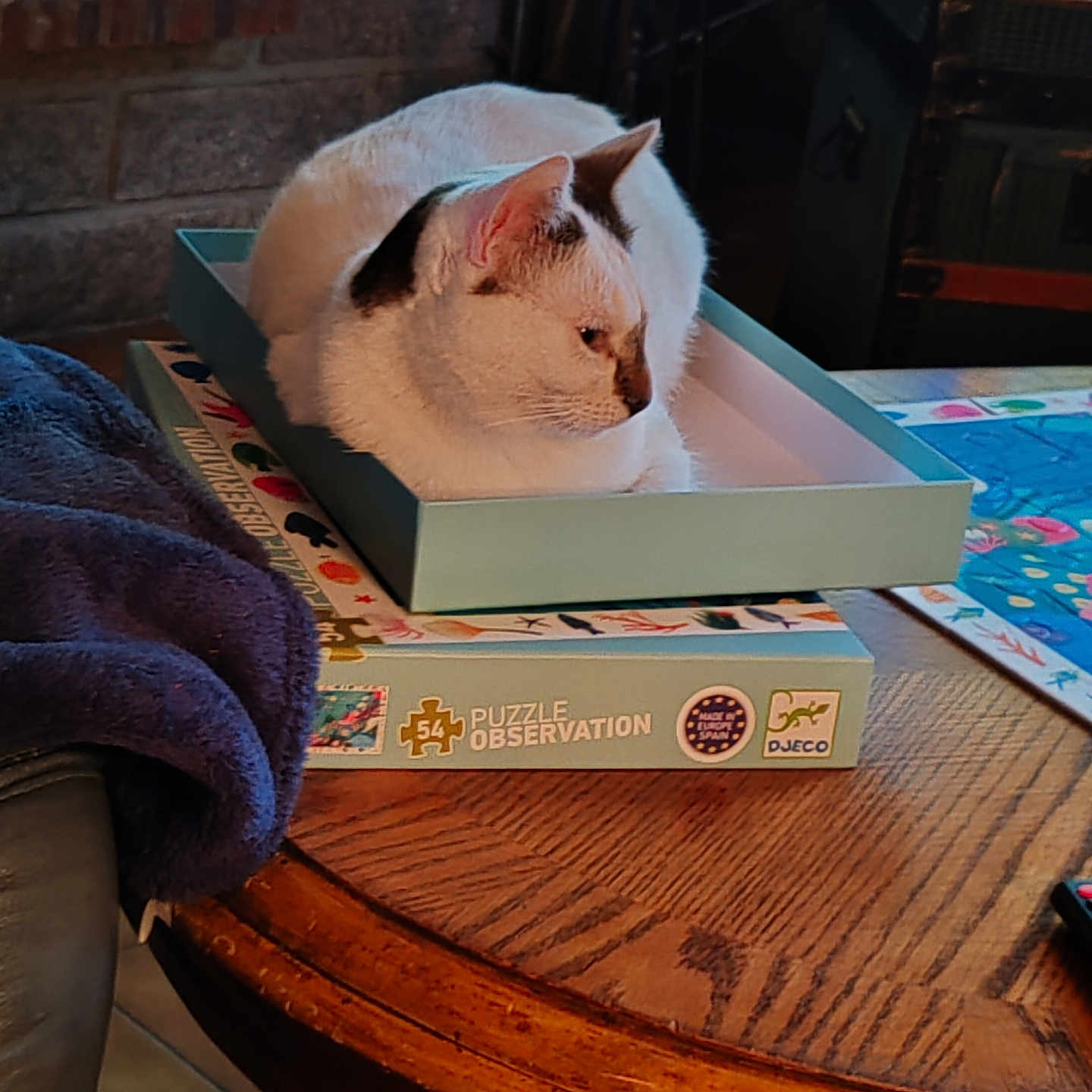 Oreo participe au concours pour gagner de l'argent avec cette photo : animal, blanket, box, cat, close_up, cozy, domestic_animal, feline, fur, home, household_item, indoor, pet, puzzle_box, relaxed, resting, side_view, table, white_cat, wooden_table