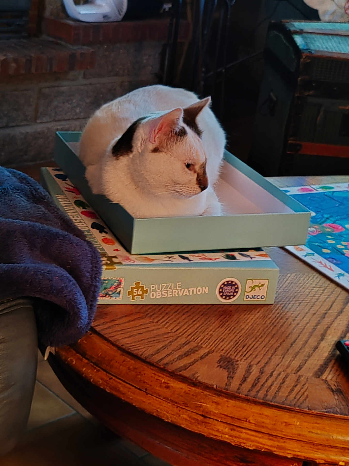 Oreo participe au concours pour gagner de l'argent avec cette photo : cat, white_cat, box, puzzle_box, wooden_table, blanket, indoor, pet, feline, resting, table, cozy, home, animal, fur, domestic_animal, relaxed, side_view, close_up, household_item