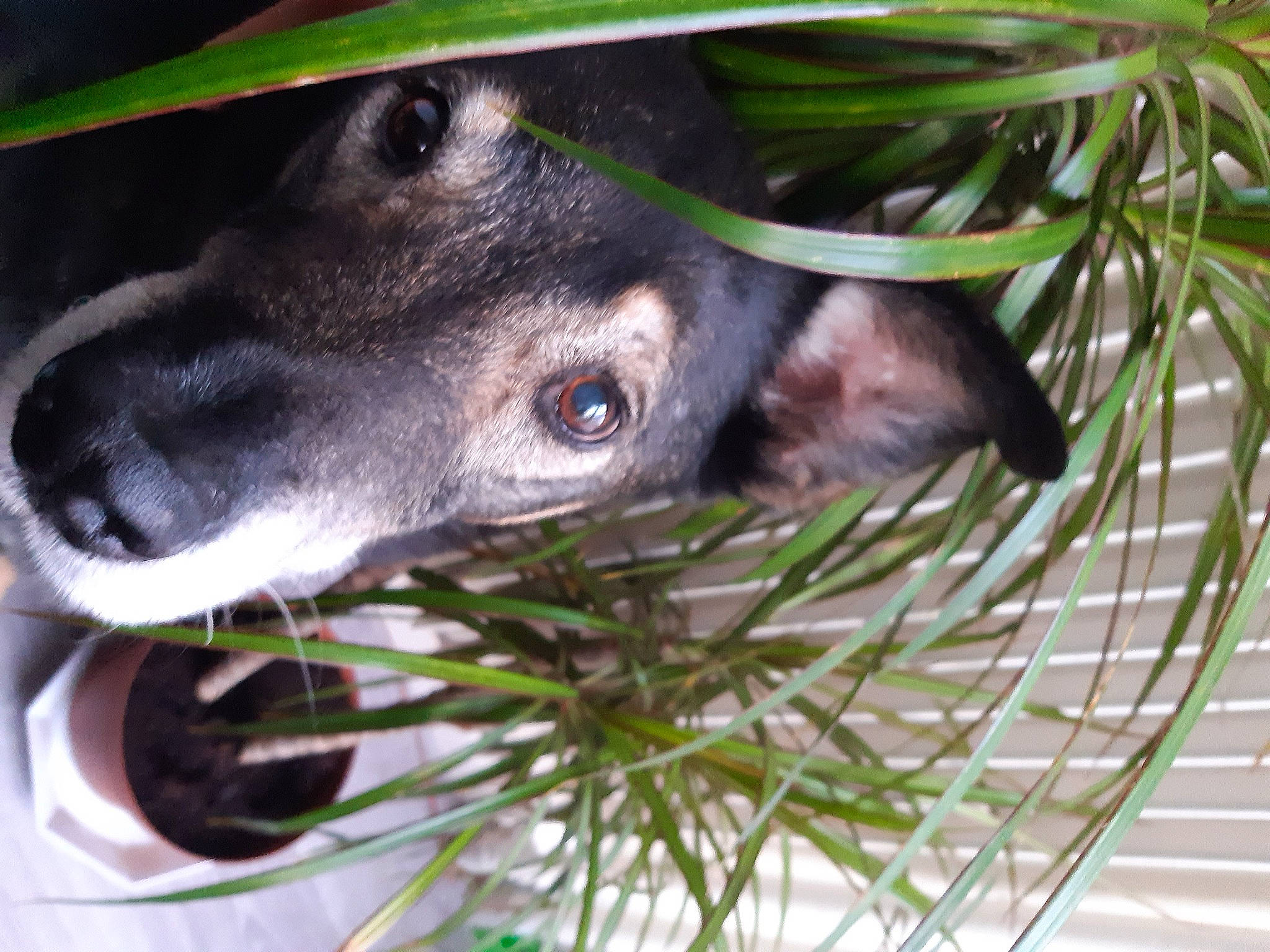 Raoul a rejoint le concours — aidez-le/la à gagner de superbes lots ! carnivore, close_up, companion_dog, conifer, dog, dog_breed, grass, pet_supply, plant, snout, sporting_group, terrestrial_animal, twig, whiskers, wildlife, working_animal