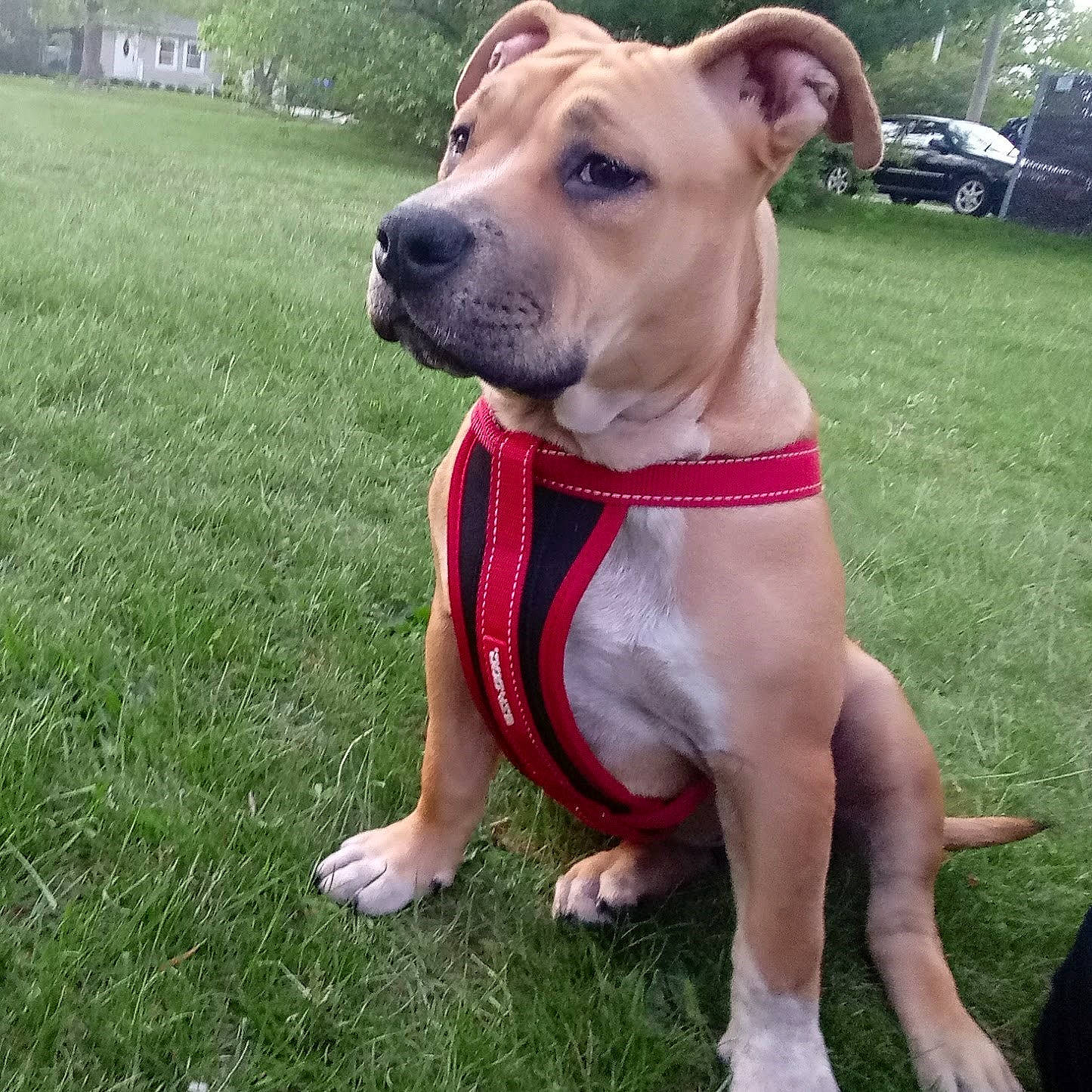 Hennessey joined the competition — help win amazing prizes! canidae, carnivore, collar, companion_dog, dog, dog_breed, dog_clothes, dog_collar, dog_supply, fawn, foot, grass, lawn, leash, pet_supply, snout, sporting_group, summer, toe, working_animal