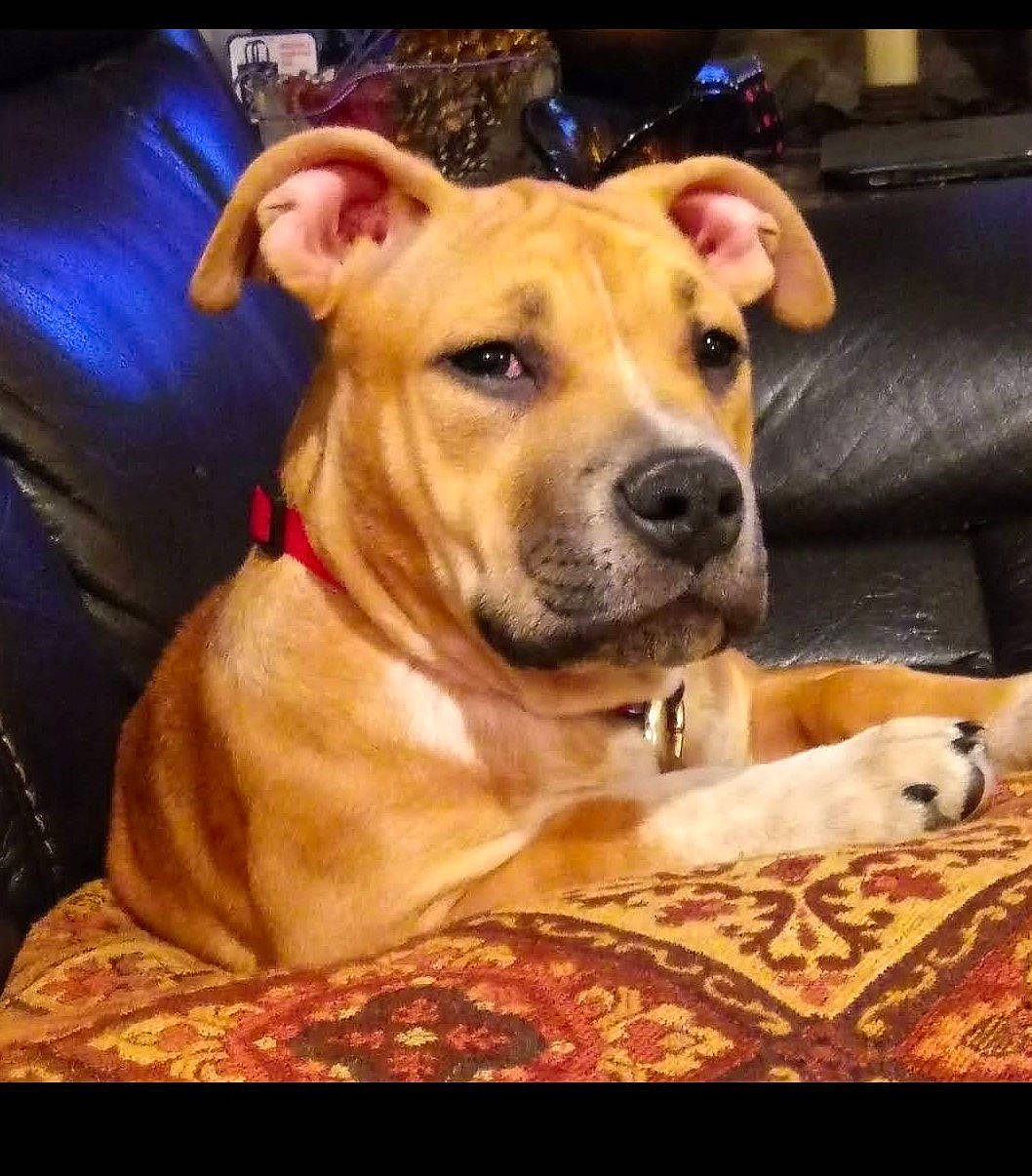 Hennessey is registered to the contest to win money with this photo: canidae, carnivore, collar, companion_dog, couch, dog, dog_breed, dog_supply, fawn, liver, living_room, mammal, pet_supply, snout, sporting_group, whiskers, working_animal, working_dog